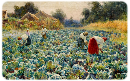 cabbageharvest