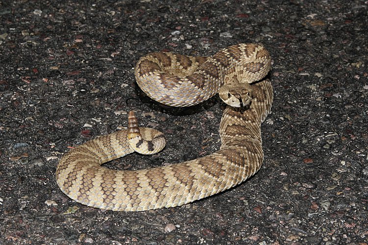 Arizona Diamondbacks - It's a Serpientes kind of night. 🐍