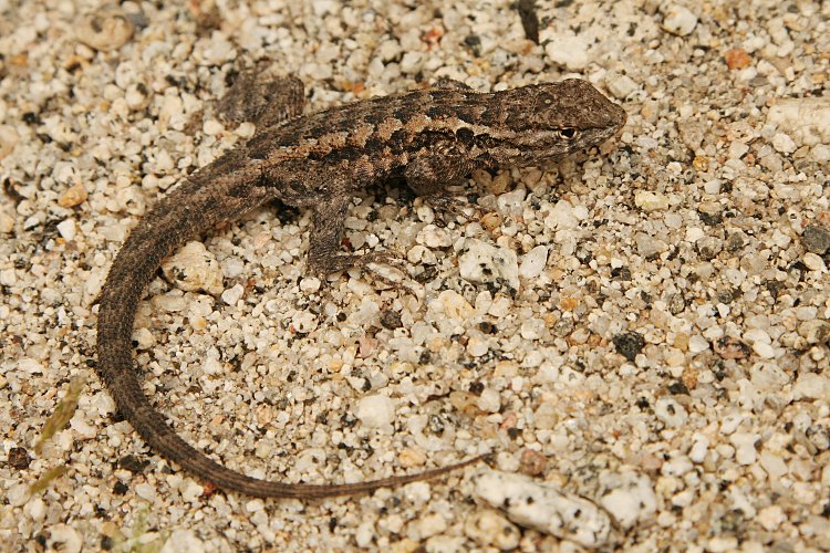 Red Cliffs Desert Reserve » Western Fence Lizard (Sceloporus