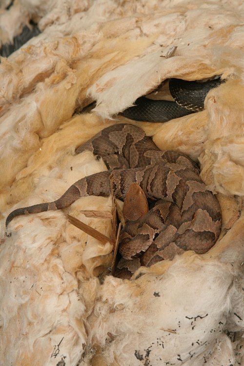 copperhead  The Lizard Log