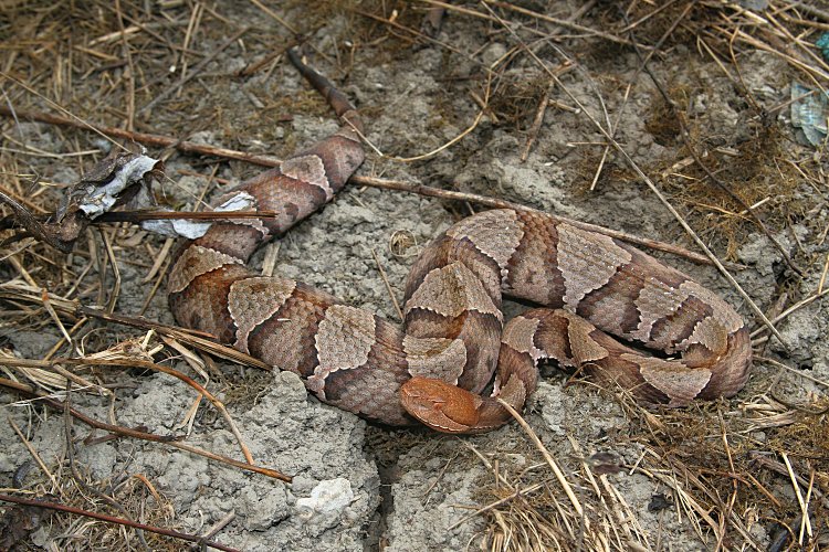 copperhead  The Lizard Log