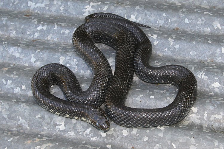 black snake with white stripes