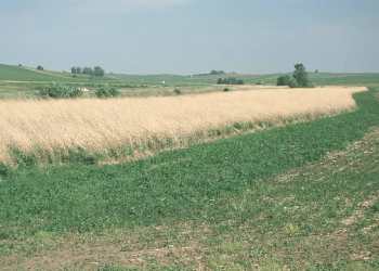 Iowa farmland