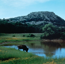 Buffalo on Wetland