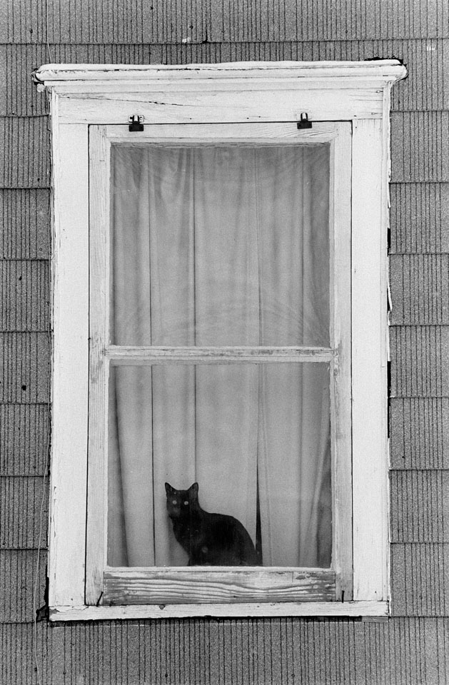 lhl_black_cat_window.jpg