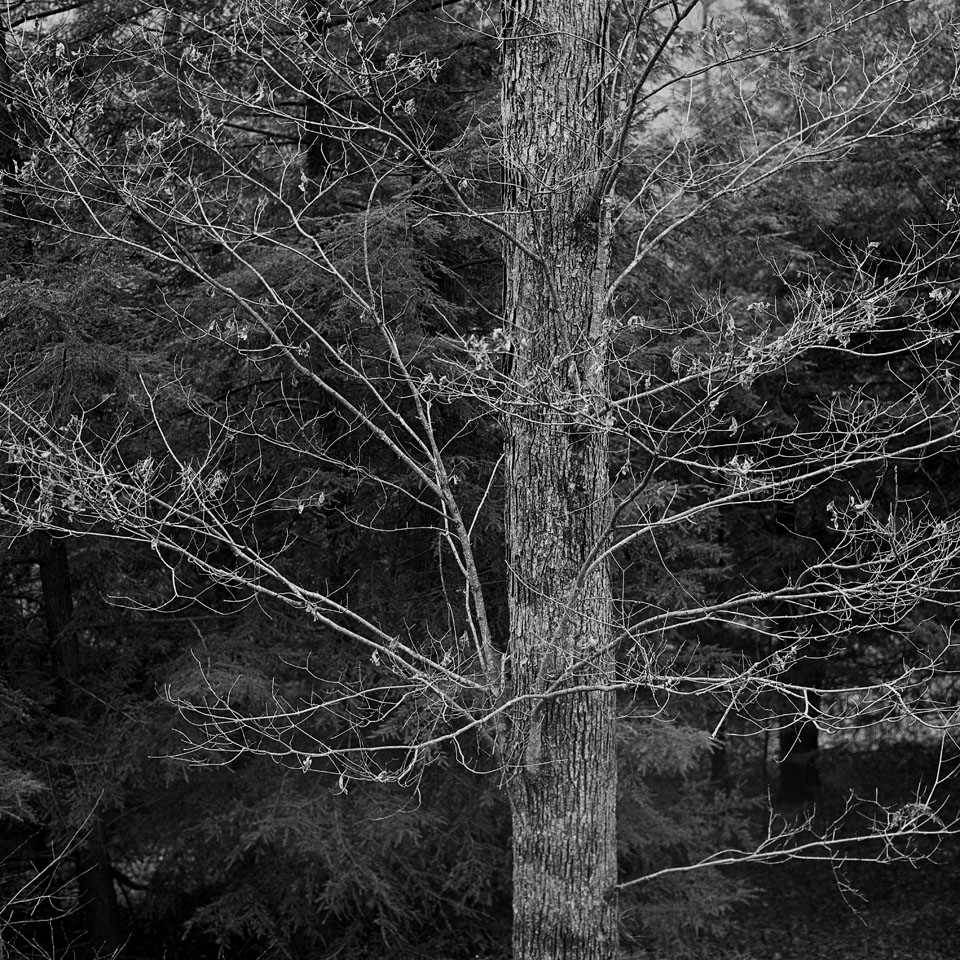lhl_tree_cabin.jpg