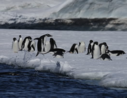 Jumping Penguin, Antartica