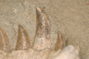 Fossil Teeth