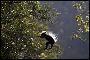 Colobus Monkey Image