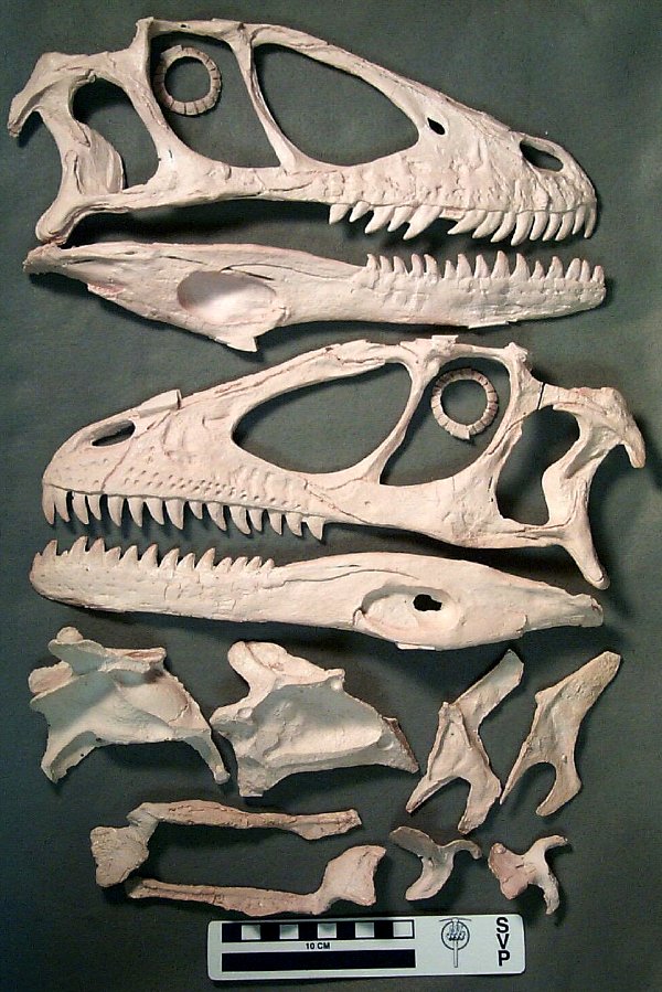 Deinonychus Skull Shape
