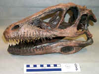 Deinonychus02.jpg (161463 bytes)