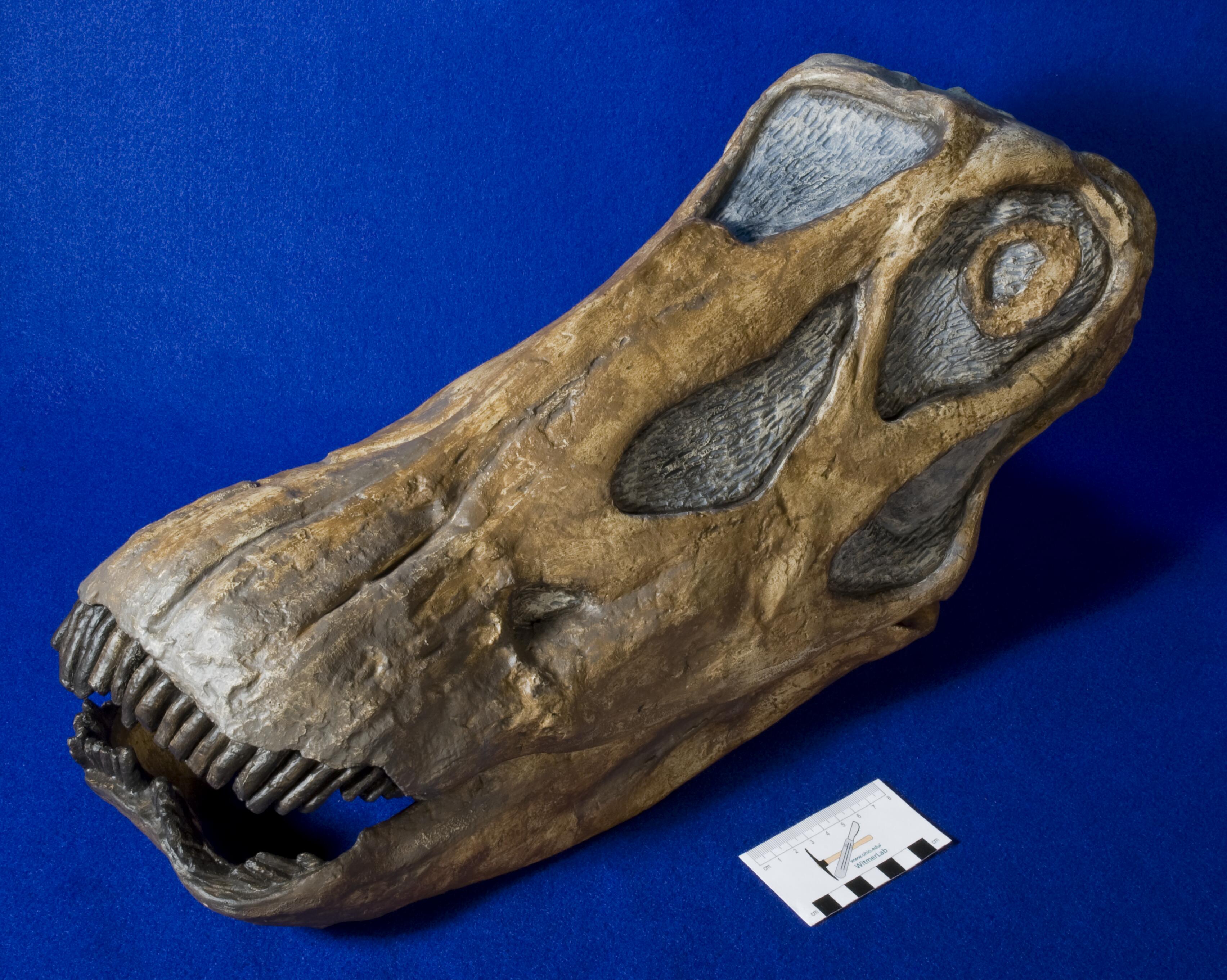 WitmerLab Dinosaur Skull Collection: Diplodocus longus