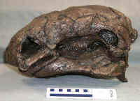 Panoplosaurus02.JPG (142632 bytes)