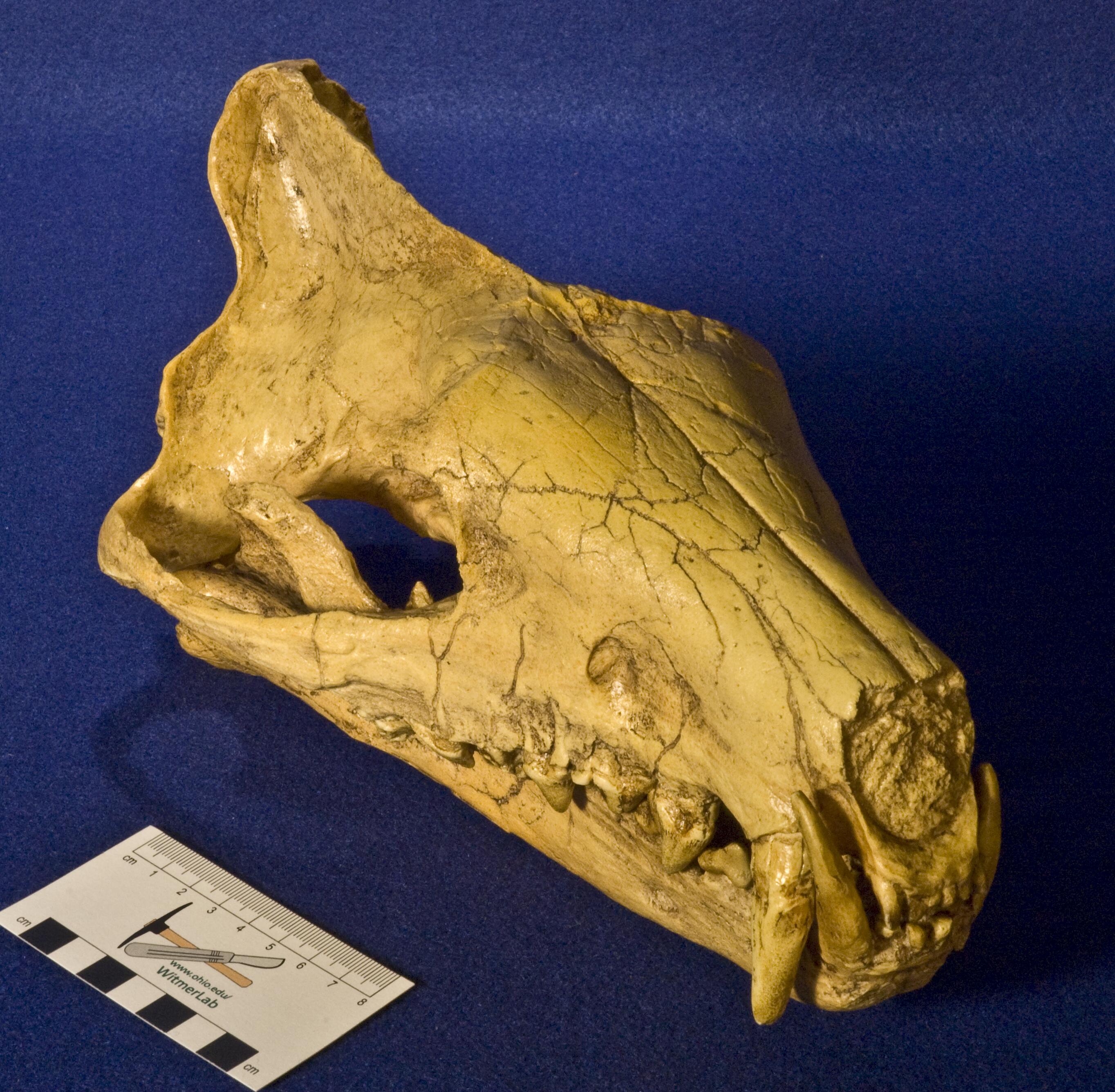 WitmerLab Skull Collection: Hyaenodon