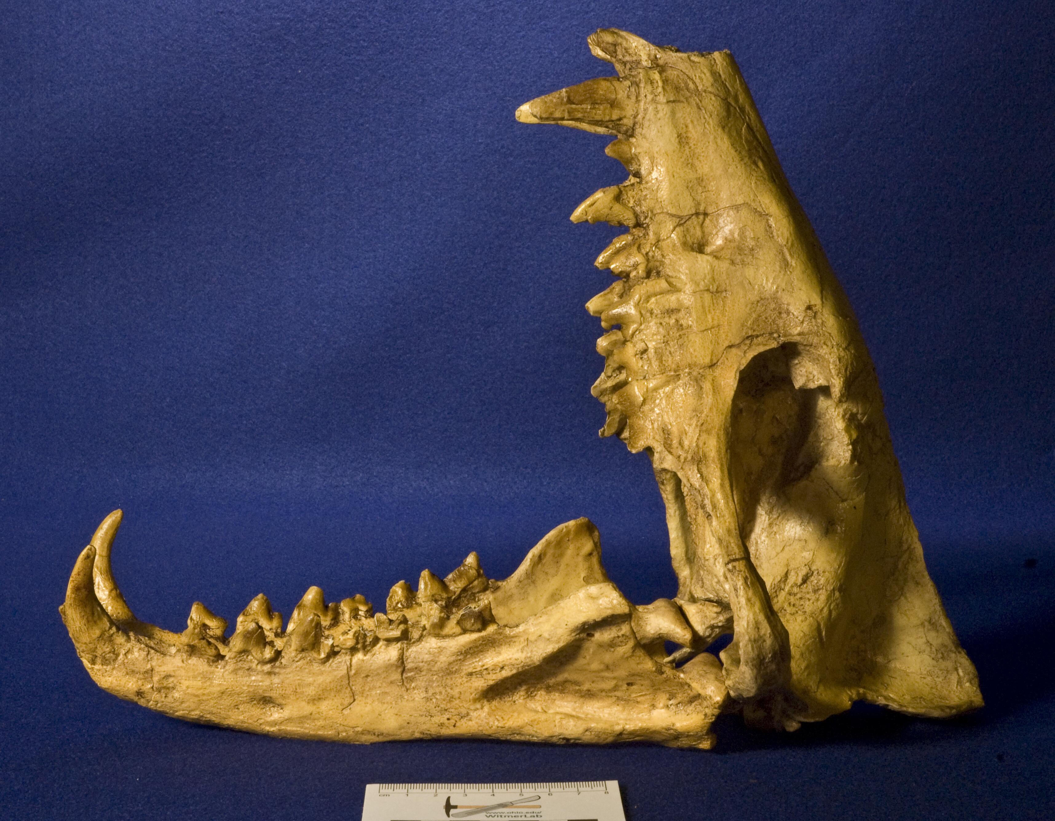 Hyaenodon horridus 