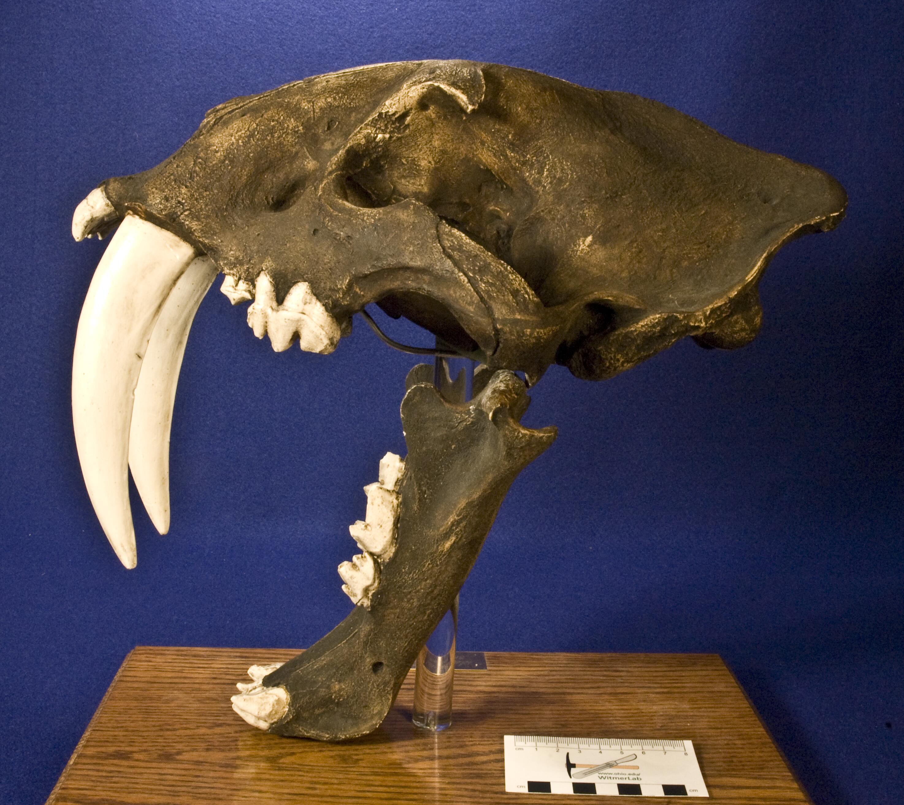 WitmerLab Dinosaur Skull Collection: smilodon