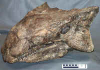 Ankylosaurus01.JPG (173521 bytes)