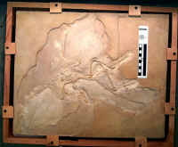 Archaeopteryx Berlin.JPG (139208 bytes)
