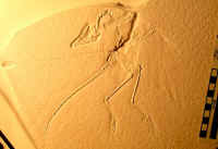 Archaeopteryx Eich01.JPG (120124 bytes)
