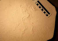 Archaeopteryx Eich02.JPG (118866 bytes)