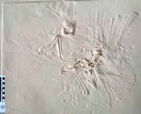 Archaeopteryx London01.JPG (118620 bytes)