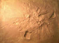 Archaeopteryx London02.JPG (106056 bytes)