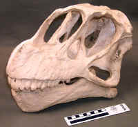Camarasaurus05.JPG (105908 bytes)