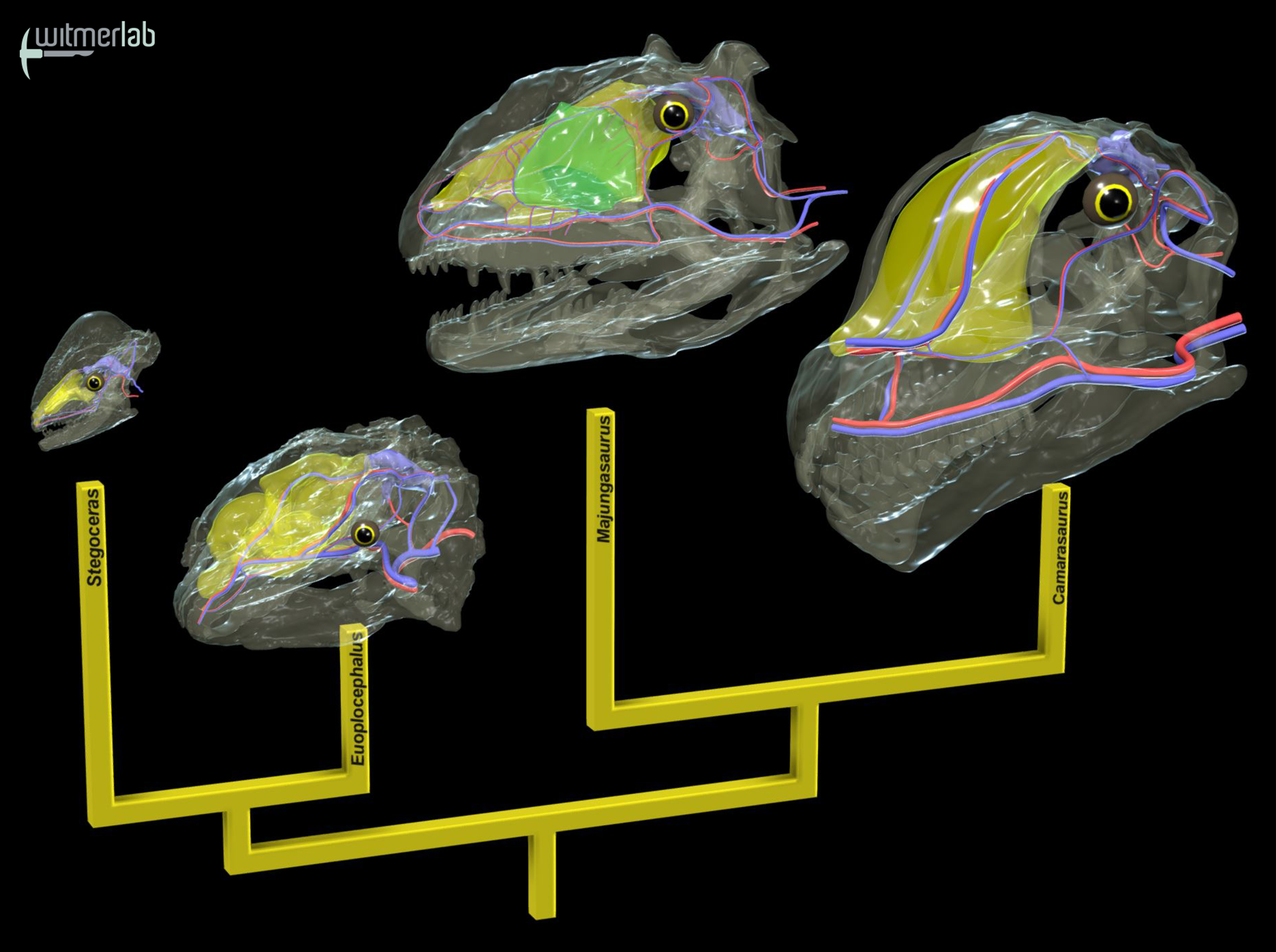 Giant Dinosaurs Evolved Various Brain-cooling Mechanisms