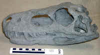 Herrerasaurus01.JPG (107888 bytes)
