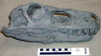 Herrerasaurus02.JPG (109775 bytes)
