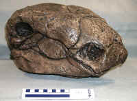 Panoplosaurus01.JPG (157768 bytes)