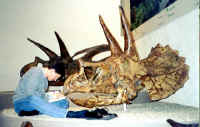 1999: With Triceratops at Yale (72165 bytes)